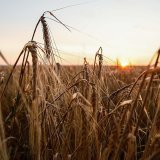 L'accord céréalier en mer Noire, qui permet à l'Ukraine d'exporter ses céréales, est jugé crucial pour l'alimentation mondiale (archives).